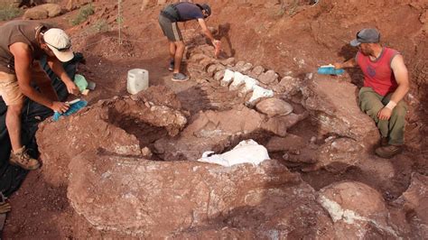 Titanosaur Dinosaur Fossils Found In Argentina Could Belong To The