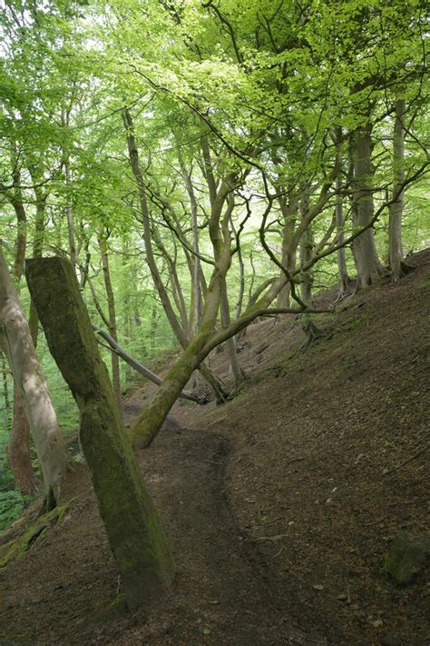 A Stone Post By A Path In Henacre Wood Habiloid Cc By Sa