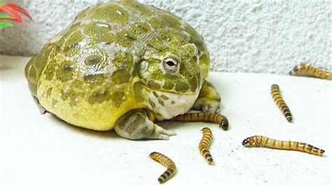 African Bullfrog Eating A Lot Of Worms Warning Live Feeding Youtube