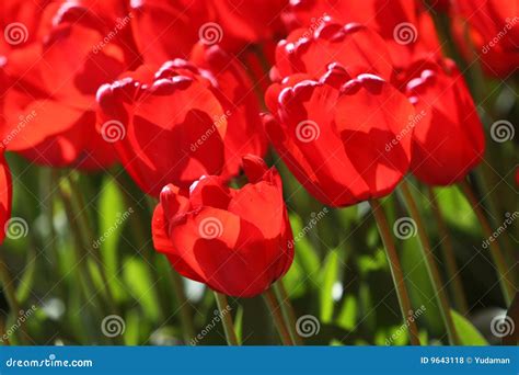 Bed of Tulips stock photo. Image of beds, netherlands - 9643118