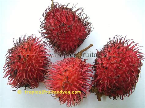 About Rambutan