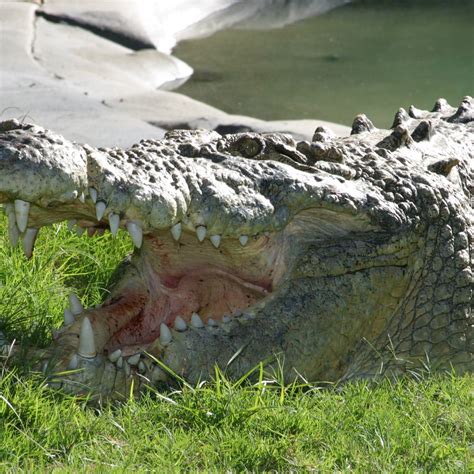 Saltwater Crocodile Size Record