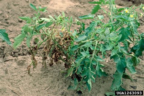 Bacterial Canker And Wilt Of Tomato Clavibacter Michiganensis Ssp