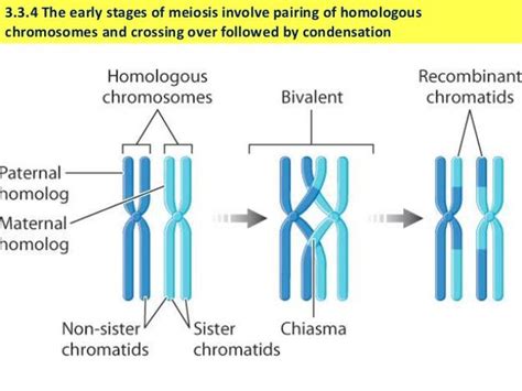 Homologous Chromosomes Diagram