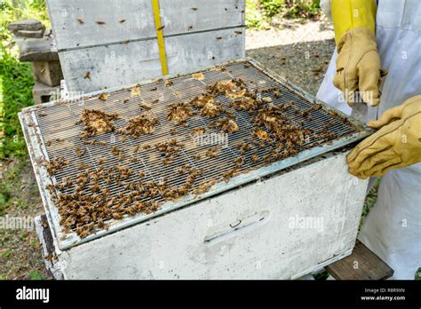 Inside Of A Bee Hive Showing The Queen Excluder Preventing The Queen