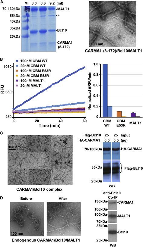 Structural Architecture Of The Carma Bcl Malt Signalosome