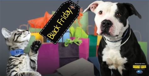 Broward Humane Society hosts Black Friday pet adoption event – WSVN ...