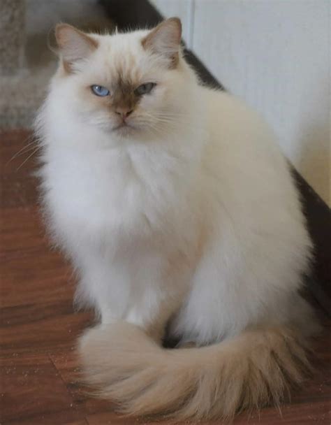 Cinnamon Ragdolls & Fawn Ragdoll Cats - animalonly.com