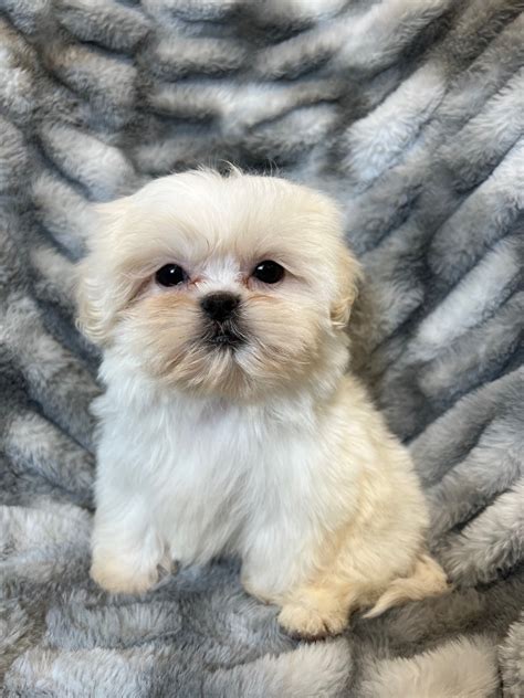 Teacup Shih Poo Puppies