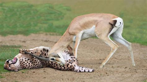 Breathtaking Moments Prey Take Down Predators With Their Horns