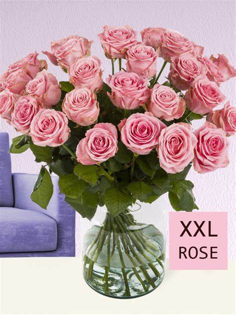 Rosa Xxl Rosen Sophia Loren Surprose De