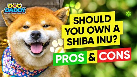 Should You Own A Shiba Inu These Are The Pros Cons To Consider Youtube