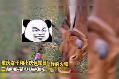 这牛搞偷袭！重庆女子和小伙伴露营，一锅牛油火锅底料被牛偷吃女子小伙伴偷袭