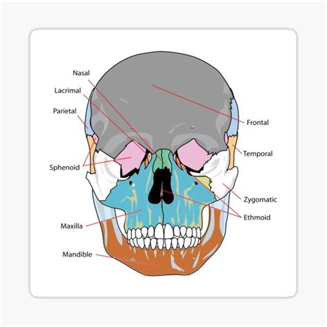 " Human Skull Anatomy Labelled." Sticker by pnand | Redbubble