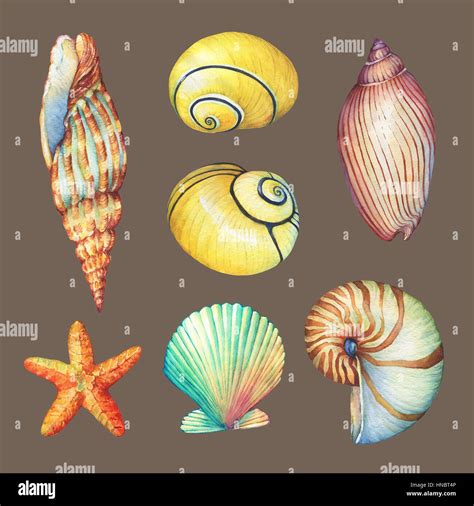 Set Of Underwater Life Objects Illustrations Of Various Tropical