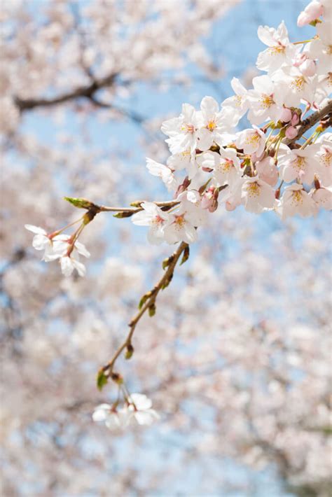 Yeouido Cherry Blossom Festival, Everything You Need to Know – Seoul ...