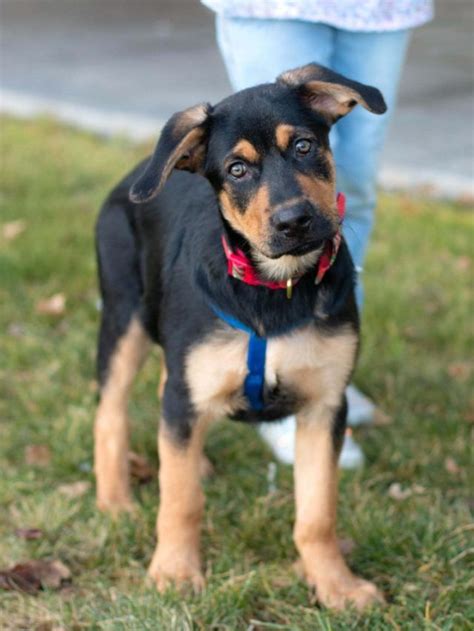 Rottweiler German Shepherd - ThePetsMagazine