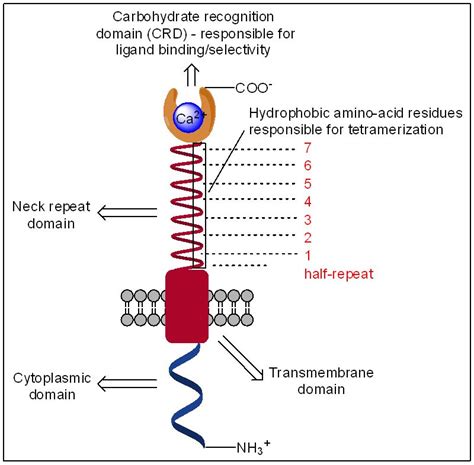 Dc Sign Antagonists A Paradigm Of C Type Lectin Binding Inhibition