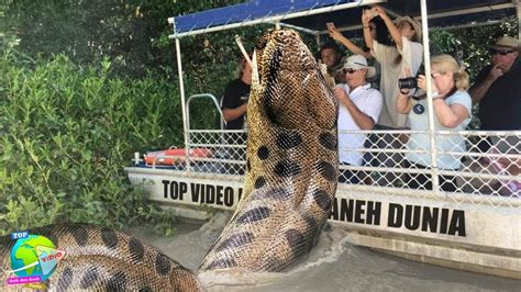 Bukan Anaconda Inilah Ular Terbesar Di Dunia Yang Menjadi Anc Man