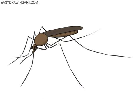 How To Draw A Mosquito Easy Drawing Art