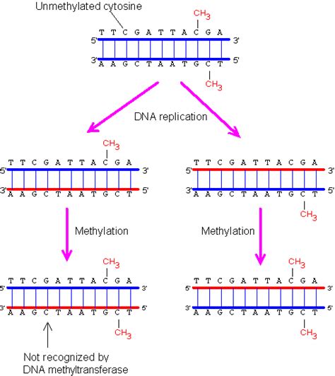 Dna Methylation And Cpg Island