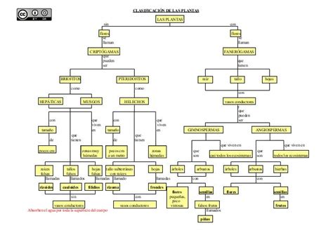 Clasificación De Las Plantas Mapa Conceptual