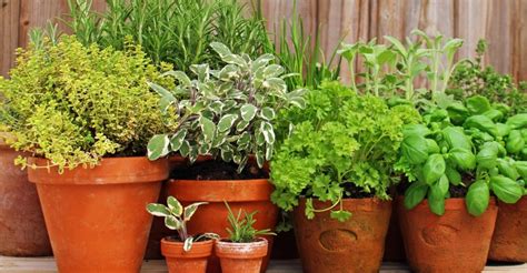 Choosing Container Garden Herbs