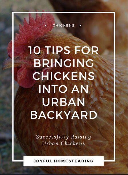 The Urban Chicken Movement - Bringing Chickens into the City