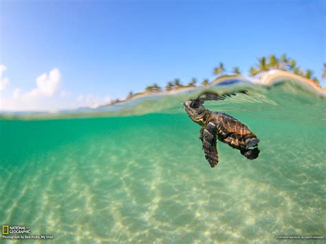 Cute Sea Turtle Wallpaper 1600x1200 6480