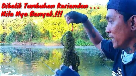 Mancing Nila Dibalik Tumbuhan Kariandan Nila Nya Banyak Sekali