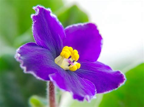 Planting African Violet Seeds: How To Start African Violets From Seed ...