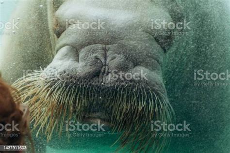 Pinniped Mammals Stock Photo - Download Image Now - Animal, Animal Body ...