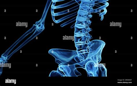 Anatom A Normal De La Columna Lumbar Fotograf As E Im Genes De Alta