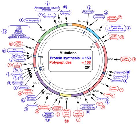 Schematic Depiction Of The Mitochondrial Electron