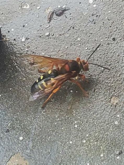 Found In Charlotte Nc Swarming My Porch Cicada Killers I Don T Want Them What Do R