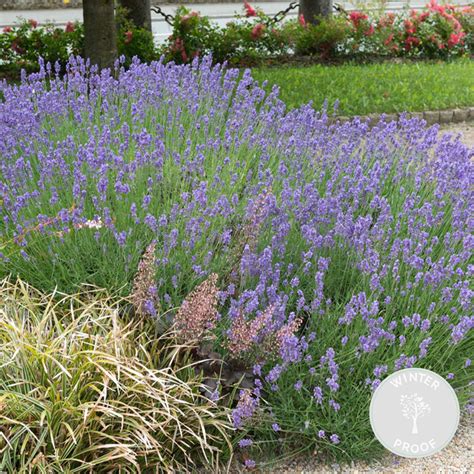 Lavandula Angustifolia Hidcote Lavande