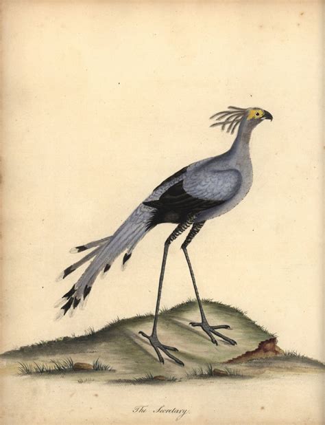 Secretarybird Sagittarius Serpentarius Handcoloured Copperplate