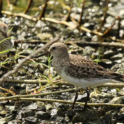 White-rumped sandpiper - Facts, Diet, Habitat & Pictures on Animalia.bio