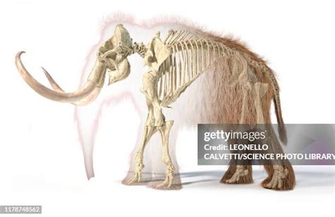 27 Woolly Mammoth Skeleton High Res Illustrations - Getty Images