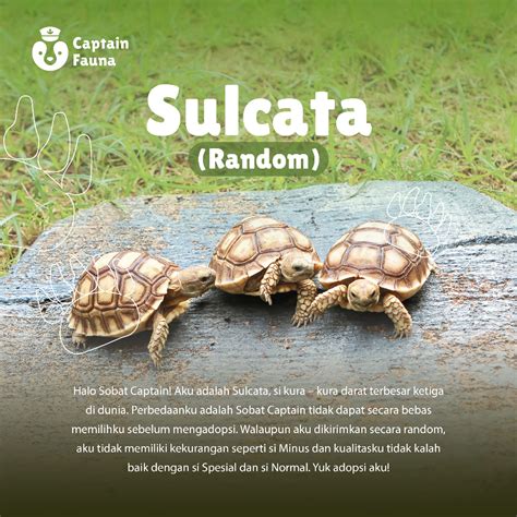 Jual Kura Kura Darat Sulcata Ukuran 12 14 Cm Shopee Indonesia