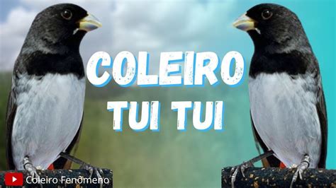 Coleiro Tui Tui Para Ensinar E Esquentar Coleiro Tui Tui E Encartar