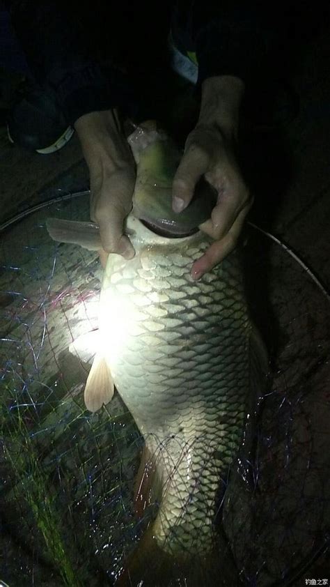 空釣竟然也能拉上來大鯉，真是姜太公釣魚，願者上釣 每日頭條