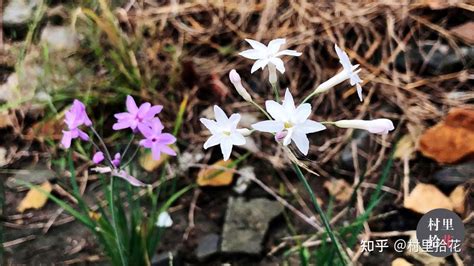 「紫娇花」没别的，就是口味重了点 知乎