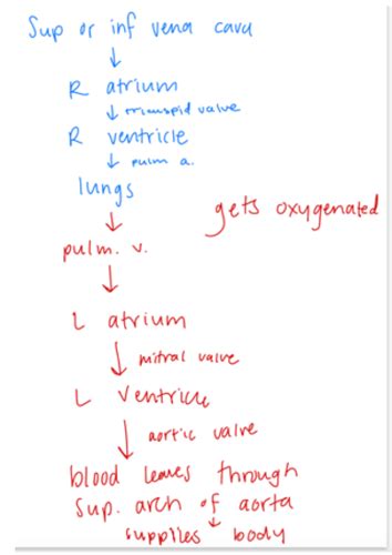 Exam Cardiac Flashcards Quizlet