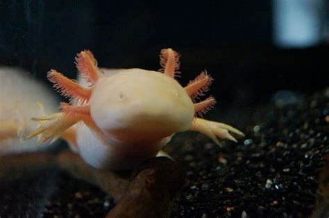 Axolotl, or Mexican Walking Fish, Care | HubPages