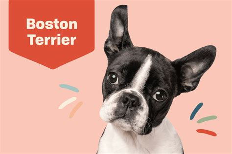 Boston Terrier Dog Breed Information And Characteristics