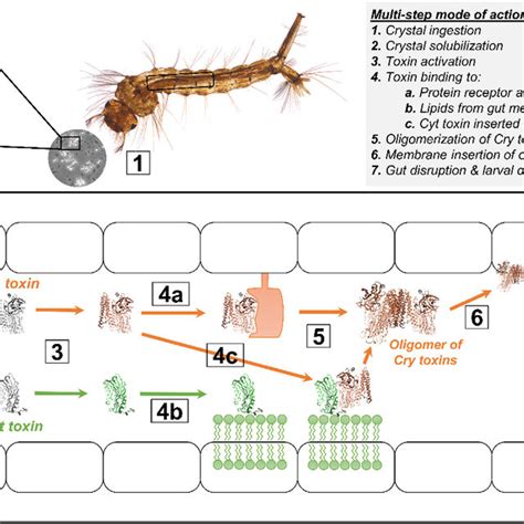 Schematic Mode Of Action Of Cry Orange And Cyt Green Toxins From