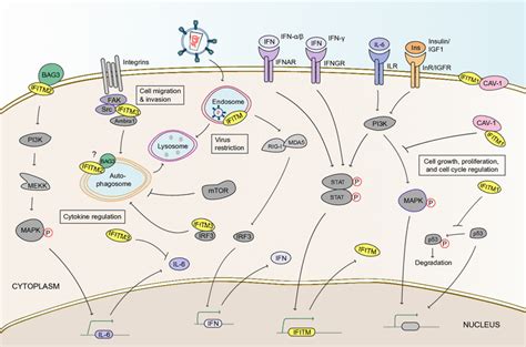 More Than Meets The I The Diverse Antiviral And Cellular Functions Of Interferon Induced