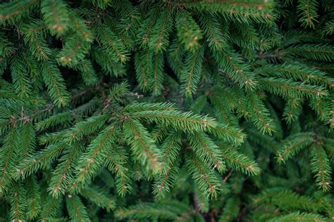 Pine Tree Branch Texture