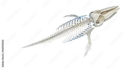 whale anatomy Stock Illustration | Adobe Stock